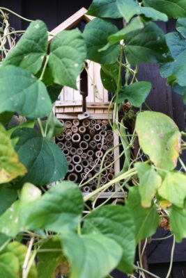 Green Living Quantified: Air-Bee-&-Bee to help pollinators. Honeybees struggle as colony loss of 62% (1.1 million colonies) in U.S. just over 2025 (HHC, 2025)