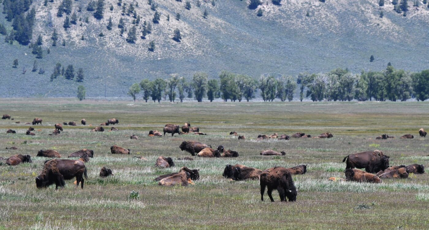 Grass-fed versus Grain-fed: This photo is of bison in Wyoming, U.S. In 2008 there were 26,000 in conservation herds and over 500,000 raised as livestock.  Often called buffalo, they are actually bison.  While they may be more attractive and unusual than cattle, buffalo rate similar to cattle in greenhouse gases.  