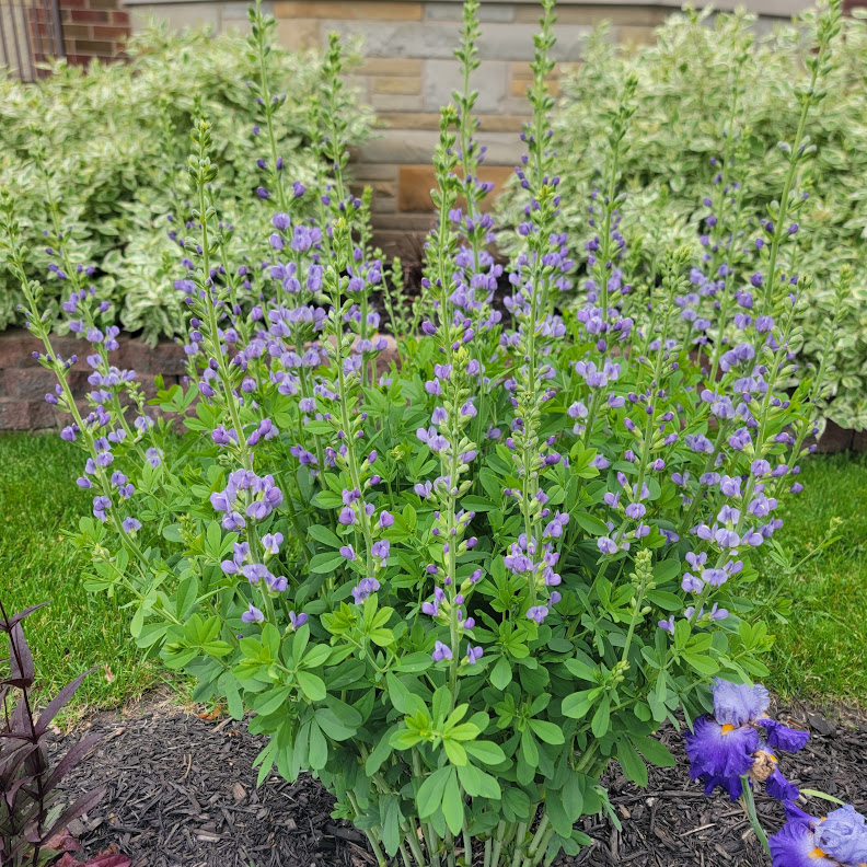 Photo of Blue False Indigo, also known as Wild Indigo, common in eastern and central United States.